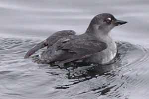 Cassins Auklet. Sanctuary Integrated Monitoring Network