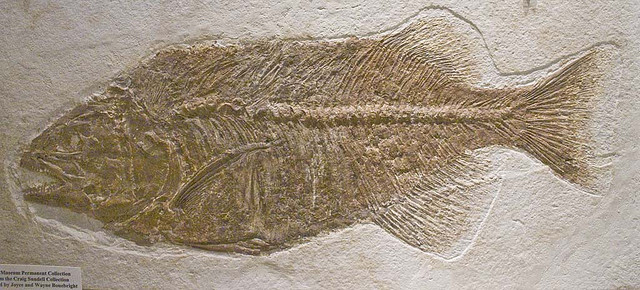 Fossil fish. By John Marsh. Flickr (CC BY-NC 2.0)