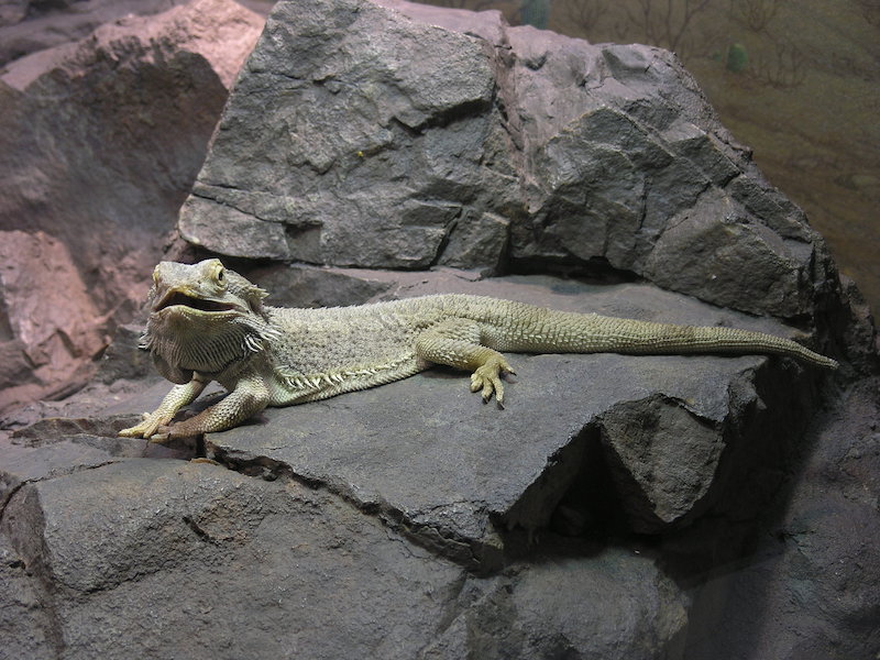 Central bearded dragon. Credit: Greg Hume/Wikipedia/CC BY-SA 3.0