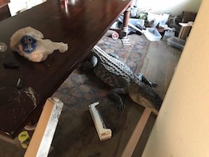 Image from Harris County Constable Precinct 4 Facebook page. "Precinct 4 Constable Mark Herman’s Office responded to an intruder call at a residence near Lake Houston. Upon arrival, deputies were met by a large alligator who made his way into this flooded home."