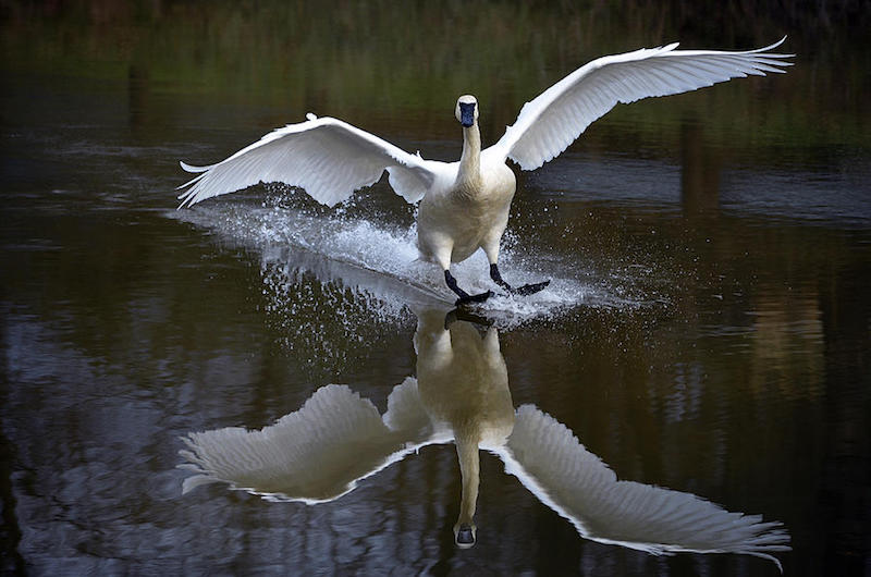 Trumpeter Swan is a photograph by Brian Stevens. fineartamerica.com/featured/4-trumpeter-swan-brian-stevens.html