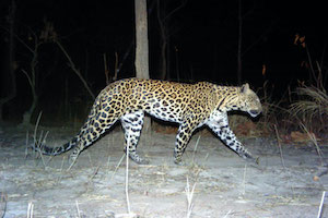 Male Indochinese leopard from eastern Cambodia. Photo courtesy of Panthera, WWF Cambodia, and Forestry Administration. (Representative photo.)