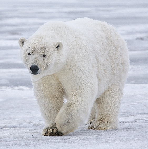 https://commons.wikimedia.org/wiki/File:Polar_Bear_-_Alaska_(cropped).jpg#/media/File:Polar_Bear_-_Alaska_(cropped).jpg