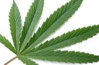 #OccupyHemp: Don’t let the truth go up in smoke (Mickey Z.)