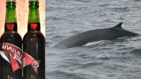 Only in Iceland: beer flavoured with smoked whale testicles | CBC Radio