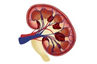 Eye scans can provide crucial insights into kidney health -- University of Edinburgh