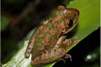 Invasive, Carnivorous Frogs Are Now Breeding In Georgia -- Drew Kann, The Atlanta Journal-Constitution