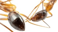 Ants Perform Life-Saving Surgeries -- The Only Animal Other ...
