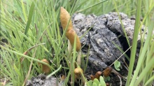 Two New Species Of Psilocybe Mushrooms Discovered In ...