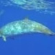 WATCH: Rare Video of a Mysterious Whale That Surfaced in Hawaii | Lisa Denning