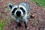 What’s the life of a single raccoon worth? | Mickey Z.