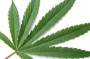 #OccupyHemp: Don’t let the truth go up in smoke (Mickey Z.)