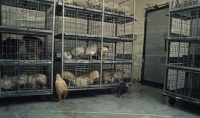 Speciesism: Coming Home to Roost | Mickey Z.
