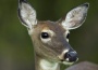 Deer Fights Back Against Hunter Who Shot Her | Hilary Hanson