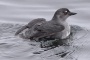 Pacific Coast sea bird die-off puzzles scientists | Associated Press