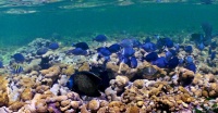 Humans Have Brought World's Oceans to Brink of 'Major Extinction Event' | Deirdre Fulton