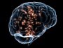Adult brains produce new cells in previously undiscovered area | Pankaj Sah