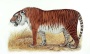 Tigers could roam again in Central Asia, scientists say | SUNY College of Environmental Science and Forestry