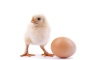 Quantum weirdness in 'chicken or egg' paradox | Jacqui Romero