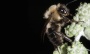 A break from the buzz—bees go silent during total solar eclipse | Candace Galen
