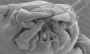 Neglected baby beetles evolve greater self-reliance | Benjamin J. M. Jarrett