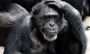 Affable apes live longer | Drew M Altschul