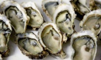 Oysters at risk from changing climate | Yoann Thomas