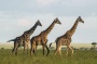 Friends Matter: Giraffes That Group With Others Live Longer | University of Zurich