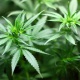 Cannabis May Ease Cravings For Some Street-Level Drugs -- University Of British Columbia
