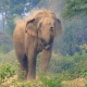 Wild Elephants Attack And Kill Three Persons -- NepalNews