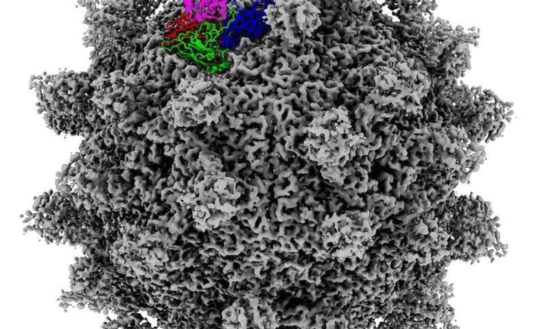 A cryo-EM map of the receptor decorated capsid in which a single protomer was replaced with the atomic model. Seneca Valley Virus capsid proteins are shown in blue, green, and red, and the ANTXR1 receptor is shown in magenta. Credit: OIST and University of Otago