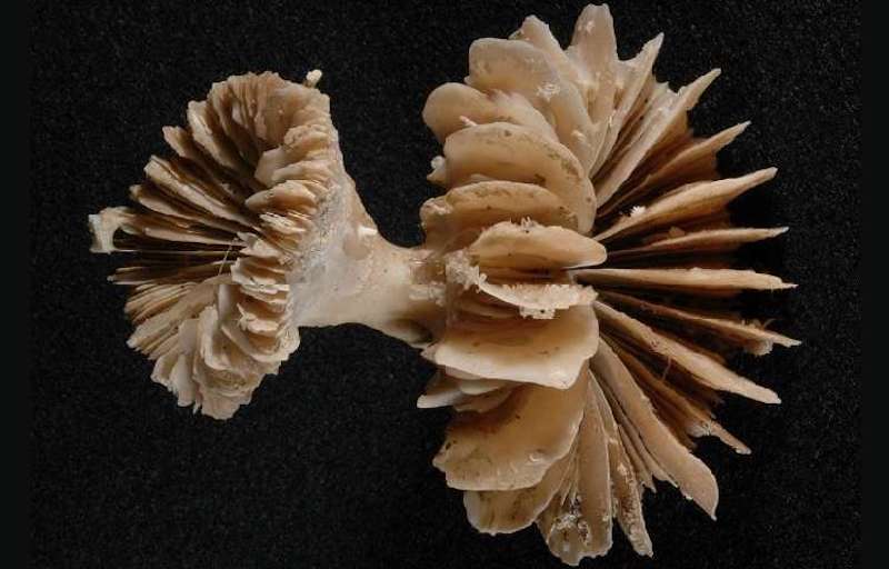 Deep-sea coral – data was generated on deep-sea corals from 1000m below the sea surface in the Antarctic Ocean. Credit: University of Bristol
