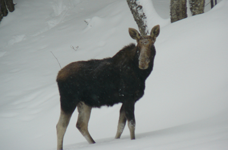 This moose hung around our place for a few days last winter. We named him(?) Hector