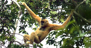 Female Hainan Gibbon. From mungaiandthegoaconstrictor.me