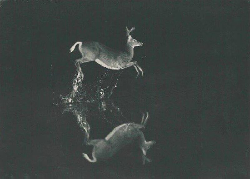 Hobart Vosburg Roberts , A Leap in the Dark, c 1920. - Hobart Vosburgh Roberts (1874-1959) was one of the nation’s most recognized amateur wildlife photographers in the first decades of the 20th century. (Adirondack Museum)