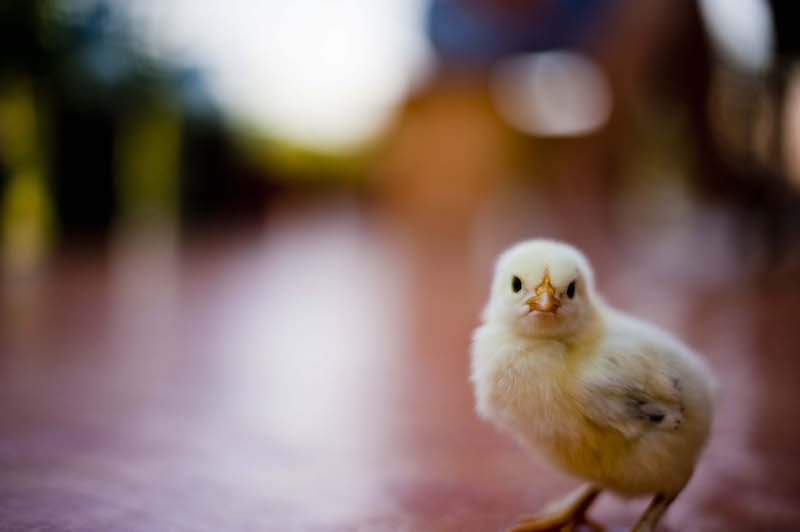 Little chicken. Credit: Lovro67. Flickr (CC BY-NC-ND 2.0)