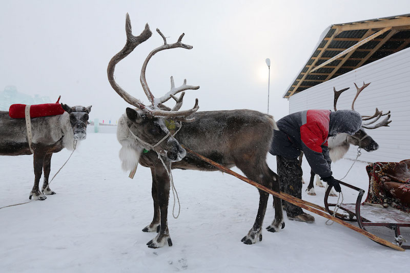 Reindeer in eastern Siberia. Photographer: Andrey Rudakov/Bloomberg