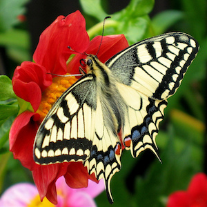 Papilio machaon. By fesoj [CC BY 2.0 (http://creativecommons.org/licenses/by/2.0)], via Wikimedia Commons