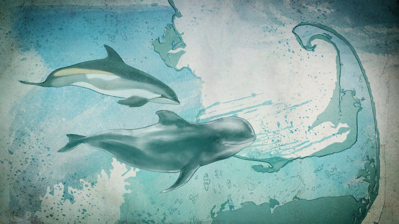Illustration of an Atlantic White-sided Dolphin and a Long-finned Pilot Whale, two marine mammal species that strand in Cape Cod. Credit: NASA GSFC/CIL/Brian Monroe