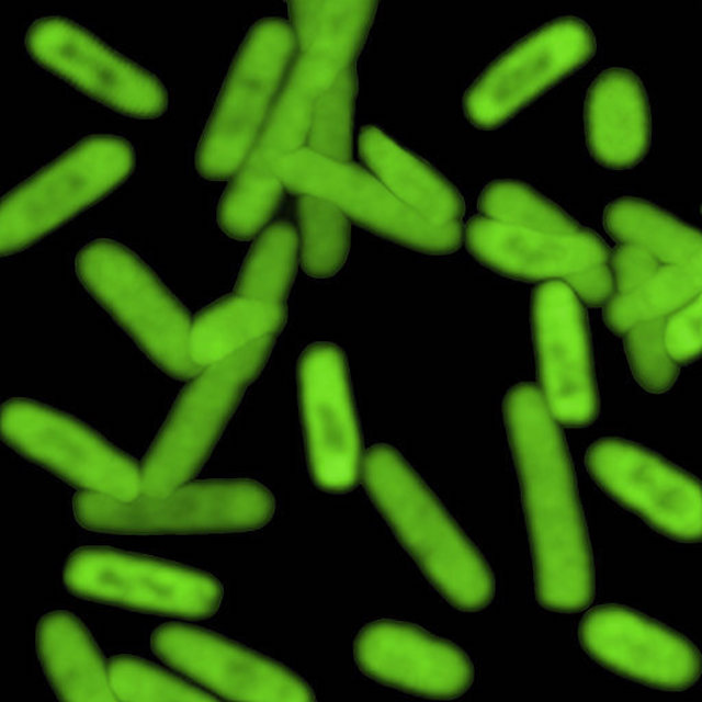 This undated photo provided by The Scripps Research Institute shows a semi-synthetic strain of E. coli bacteria that can churn out novel proteins. Scientists reported on Wednesday, Nov. 29, 2017, that they have expanded the genetic code of life and used man-made DNA to create this strain of bacteria. (Bill Kiosses/The Scripps Research Institute via AP)