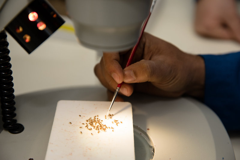 First author Mahul Chakraborty looks through several specimens of fruit flies to identify new phenotypes. Credit: UCI