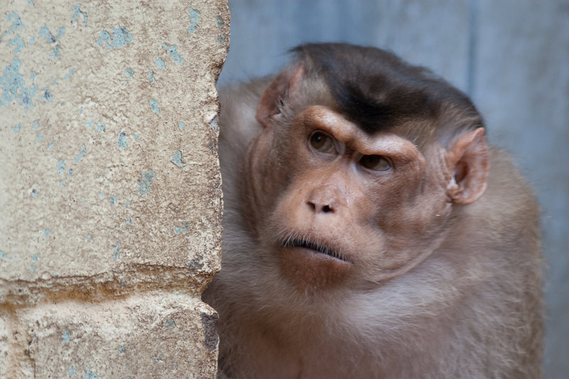A pigtail macaque shows its 'game face.' Credit: A.J. Haverkamp