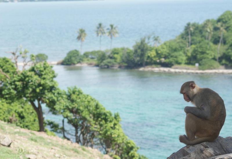A macaque monkey on Cayo Santiago, Puerto Rico. Credit: Jamie Whitehouse