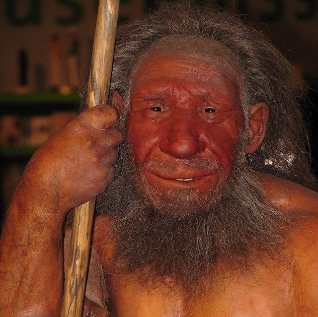 Artist’s reconstruction of a Neanderthal male, at the Neanderthal Museum, Germany (Credit: Stephan Sheer). Wikimedia Commons, CC BY-SA