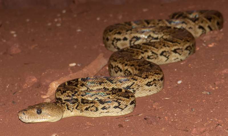 A new UT study by Vladimir Dinets shows that some snakes coordinate their hunts to increase their chances of success. He studied the Cuban boa, pictured. Credit: Vladimir Dinets