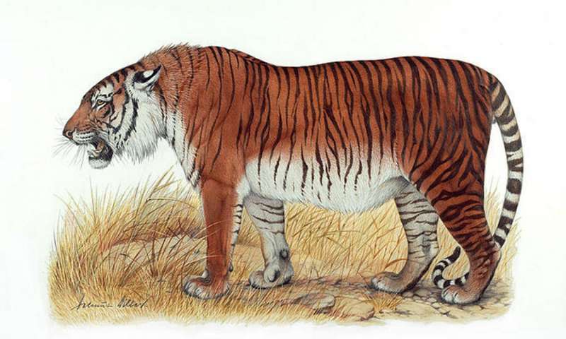Artist's depiction of a Caspian tiger. Credit: Heptner and Sludskiy 1972