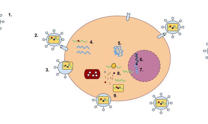 A retrovirus has a membrane containing glycoproteins, which are able to bind to a receptor protein on a host cell. There are two strands of RNA within the cell that have three enzymes: protease, reverse transcriptase, and integrase (1). The first step of replication is the binding of the glycoprotein to the receptor protein (2). Once these have been bound, the cell membrane degrades, becoming part of the host cell, and the RNA strands and enzymes enter the cell (3). Within the cell, reverse transcriptase creates a complementary strand of DNA from the retrovirus RNA and the RNA is degraded; this strand of DNA is known as cDNA (4). The cDNA is then replicated, and the two strands form a weak bond and enter the nucleus (5). Once in the nucleus, the DNA is integrated into the host cell's DNA with the help of integrase (6). This cell can either stay dormant, or RNA may be synthesized from the DNA and used to create the proteins for a new retrovirus (7). Ribosome units are used to transcribe the mRNA of the virus into the amino acid sequences which can be made into proteins in the rough endoplasmic reticulum. This step will also make viral enzymes and capsid proteins (8). Viral RNA will be made in the nucleus. These pieces are then gathered together and are pinched off of the cell membrane as a new retrovirus (9). Credit: Wikipedia/CC BY-SA 3.0