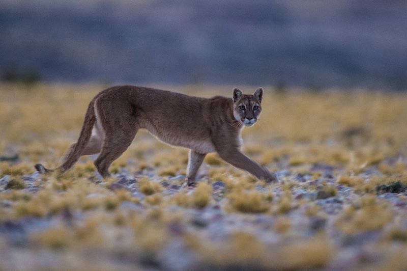 Large predators are being found in places they haven't been seen before, like on beaches and in backyards. They are rebounding from near-extinction and spreading out, says Duke research. Credit: Brian Silliman, Duke University