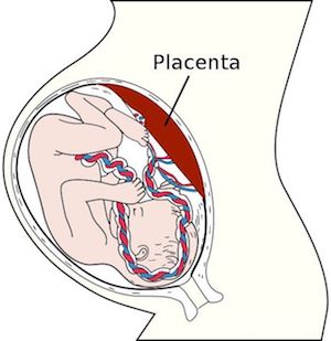 Fetus in utero, between fifth and sixth months. Image credit: Wikipedia.