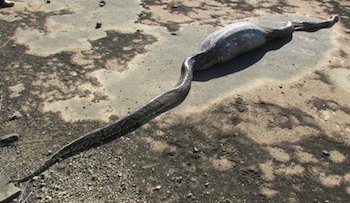 Snake that swallowed a porcupine. Lake Eland Game Reserve Facebook